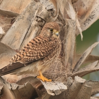 Pustułka zwyczajna - Falco tinnunculus - Common Kestrel