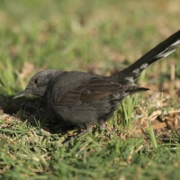 Drozdówka czarna - Cercotrichas podobe - Black scrub-robin