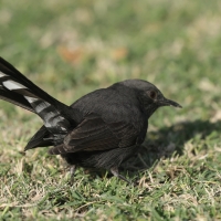 Drozdówka czarna - Cercotrichas podobe - Black scrub-robin