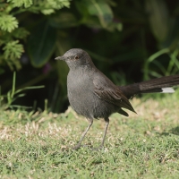Drozdówka czarna - Cercotrichas podobe - Black scrub-robin