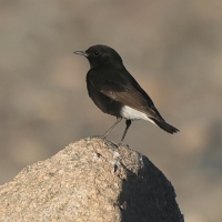 Białorzytka saharyjska - Oenanthe leucopyga - White-crowned Wheatear