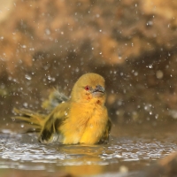 Wikłacz akacjowy - Ploceus vitellinus - Vitelline Masked-Weaver