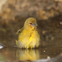 Wikłacz akacjowy - Ploceus vitellinus - Vitelline Masked-Weaver