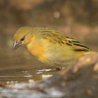 Wikłacz akacjowy - Ploceus vitellinus - Vitelline Masked-Weaver
