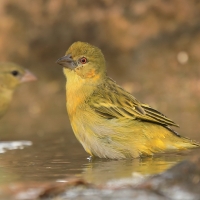 Wikłacz akacjowy - Ploceus vitellinus - Vitelline Masked-Weaver