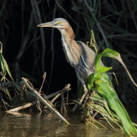 Czapla zielona - Butorides virescens - Green Heron