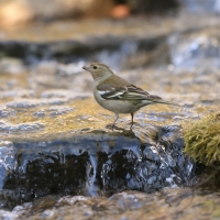 Zięba - Fringilla coelebs - Common Chaffinch