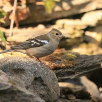 Zięba - Fringilla coelebs - Common Chaffinch