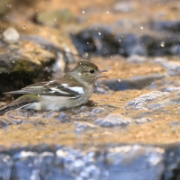 Zięba - Fringilla coelebs - Common Chaffinch