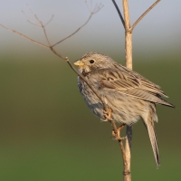 Potrzeszcz - Emberiza calandra - Corn Bunting