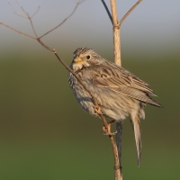 Potrzeszcz - Emberiza calandra - Corn Bunting