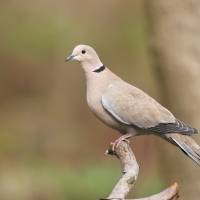 Sierpówka - Streptopelia decaocto - Eurasian Collared Dove