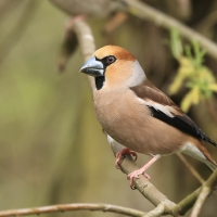Grubodziób - Coccothraustes coccothraustes - Hawfinch