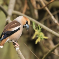 Grubodziób - Coccothraustes coccothraustes - Hawfinch