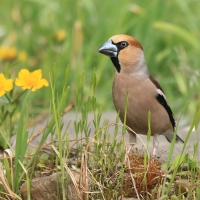 Grubodziób - Coccothraustes coccothraustes - Hawfinch