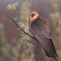 Kobczyk zwyczajny - Falco vespertinus - Red-footed Falcon