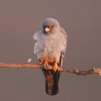 Kobczyk zwyczajny - Falco vespertinus - Red-footed Falcon