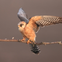 Kobczyk zwyczajny - Falco vespertinus - Red-footed Falcon