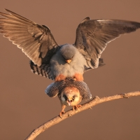 Kobczyk zwyczajny - Falco vespertinus - Red-footed Falcon