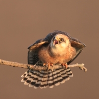 Kobczyk zwyczajny - Falco vespertinus - Red-footed Falcon