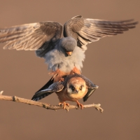 Kobczyk zwyczajny - Falco vespertinus - Red-footed Falcon