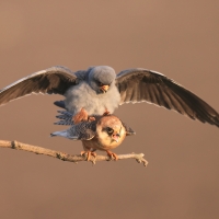 Kobczyk zwyczajny - Falco vespertinus - Red-footed Falcon