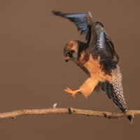 Kobczyk zwyczajny - Falco vespertinus - Red-footed Falcon