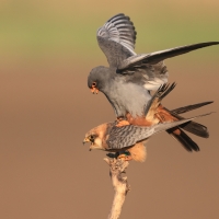 Kobczyk zwyczajny - Falco vespertinus - Red-footed Falcon