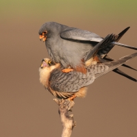 Kobczyk zwyczajny - Falco vespertinus - Red-footed Falcon