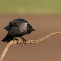 Kawka - Corvus monedula - Eurasian Jackdaw