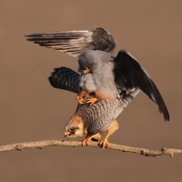 Kobczyk zwyczajny - Falco vespertinus - Red-footed Falcon