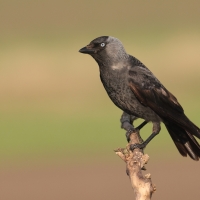 Kawka - Corvus monedula - Eurasian Jackdaw