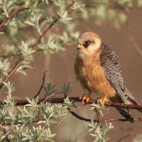 Kobczyk zwyczajny - Falco vespertinus - Red-footed Falcon