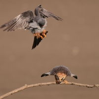 Kobczyk zwyczajny - Falco vespertinus - Red-footed Falcon