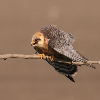 Kobczyk zwyczajny - Falco vespertinus - Red-footed Falcon