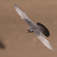 Kobczyk zwyczajny - Falco vespertinus - Red-footed Falcon