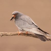 Kobczyk zwyczajny - Falco vespertinus - Red-footed Falcon