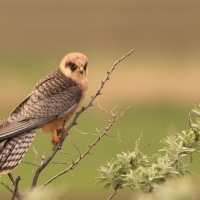 Kobczyk zwyczajny - Falco vespertinus - Red-footed Falcon