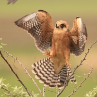 Kobczyk zwyczajny - Falco vespertinus - Red-footed Falcon