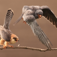 Kobczyk zwyczajny - Falco vespertinus - Red-footed Falcon