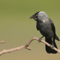Kawka - Corvus monedula - Eurasian Jackdaw