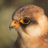 Kobczyk zwyczajny - Falco vespertinus - Red-footed Falcon