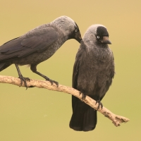 Kawka - Corvus monedula - Eurasian Jackdaw