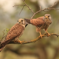 Pustułka zwyczajna - Falco tinnunculus - Common Kestrel