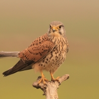 Pustułka zwyczajna - Falco tinnunculus - Common Kestrel