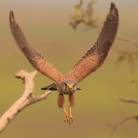 Pustułka zwyczajna - Falco tinnunculus - Common Kestrel