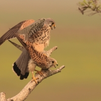 Pustułka zwyczajna - Falco tinnunculus - Common Kestrel