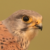 Pustułka zwyczajna - Falco tinnunculus - Common Kestrel