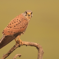 Pustułka zwyczajna - Falco tinnunculus - Common Kestrel