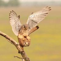 Pustułka zwyczajna - Falco tinnunculus - Common Kestrel